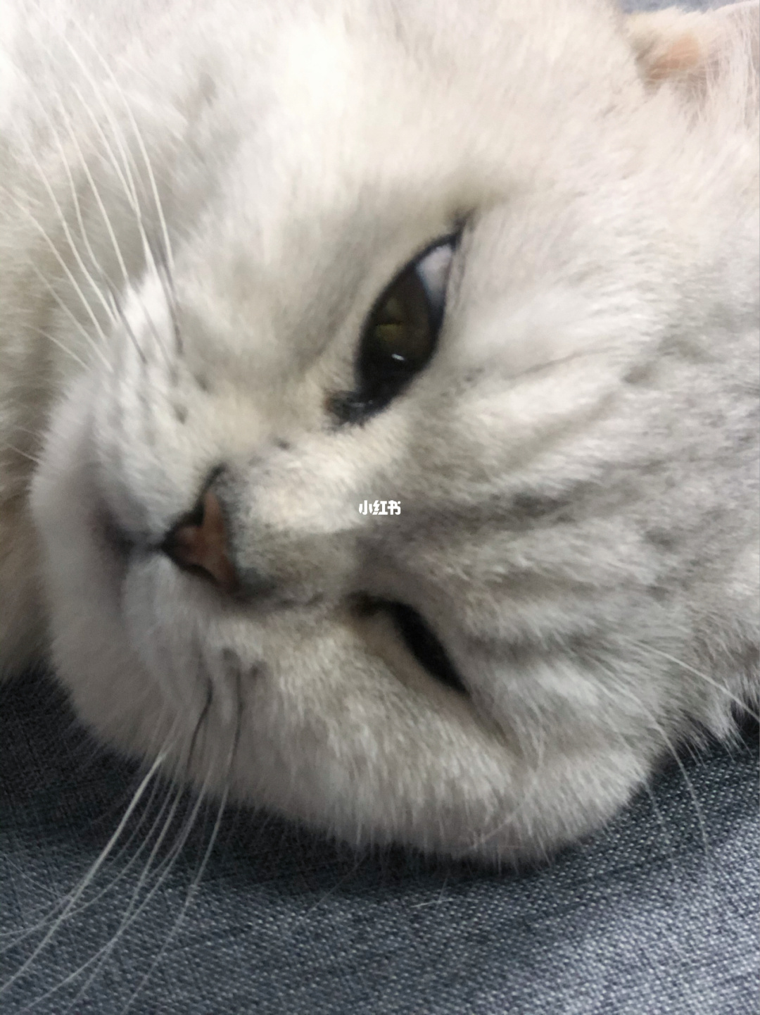 猫咪www.5.在线观看_猫咪www.5.在线观看_猫咪www.5.在线观看