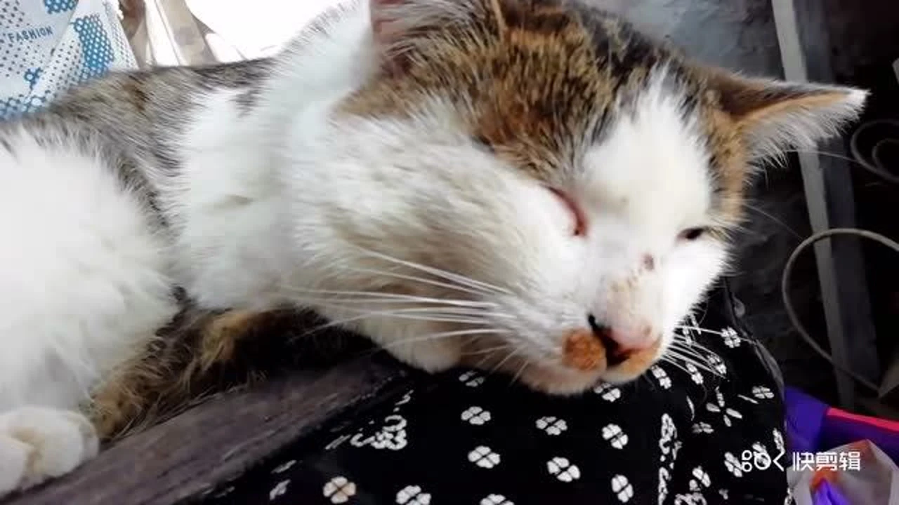 猫咪www.5.在线观看_猫咪www.5.在线观看_猫咪www.5.在线观看