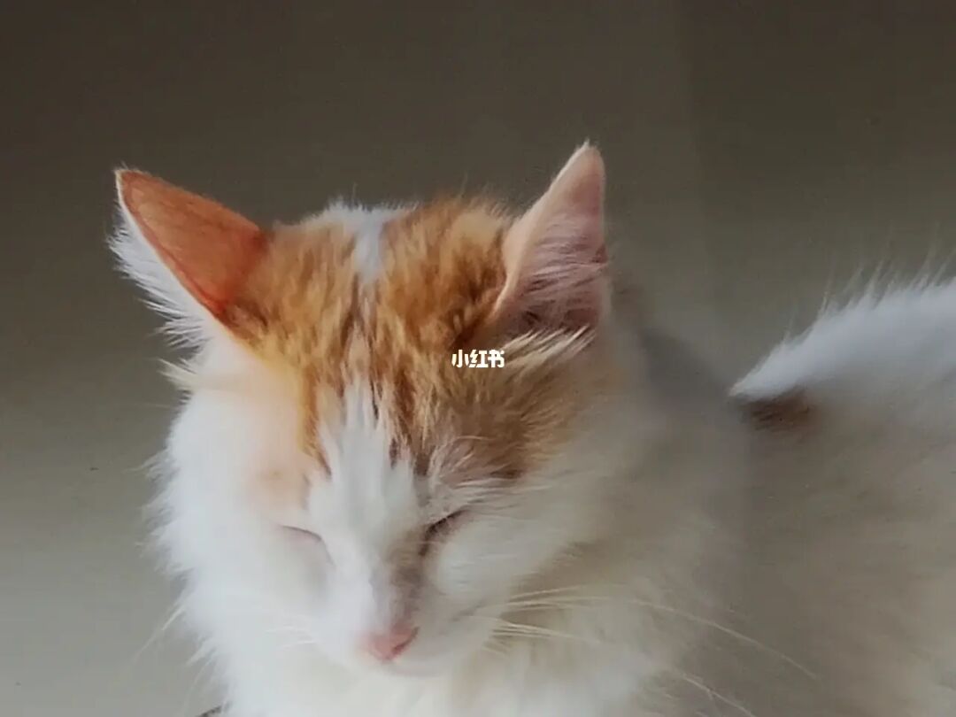猫咪www.5.在线观看_猫咪www.5.在线观看_猫咪www.5.在线观看