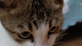 猫视角游戏,探索猫视角游戏的独特魅力