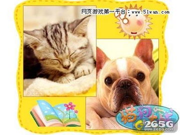 猫和狗游戏,一场充满趣味的宠物游戏盛宴