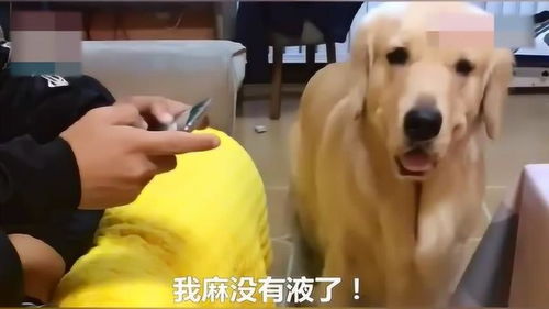 狗叫游戏,一场充满欢乐的狗叫游戏盛宴