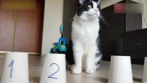 有个猫的游戏叫什么,探寻神秘游戏有个猫的奇幻世界