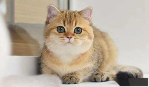 酷猫游戏助手 