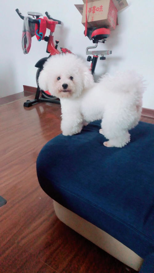 桌面球游戏,智慧碰撞的欢乐世界